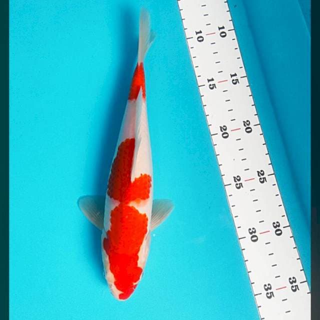 Kohaku 25cm male