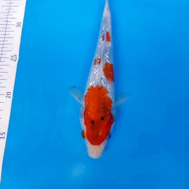 Showa Ginrin 25 cm