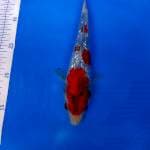 Showa Ginrin 25 cm