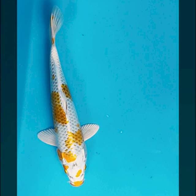 Hariwake strong 25cm male