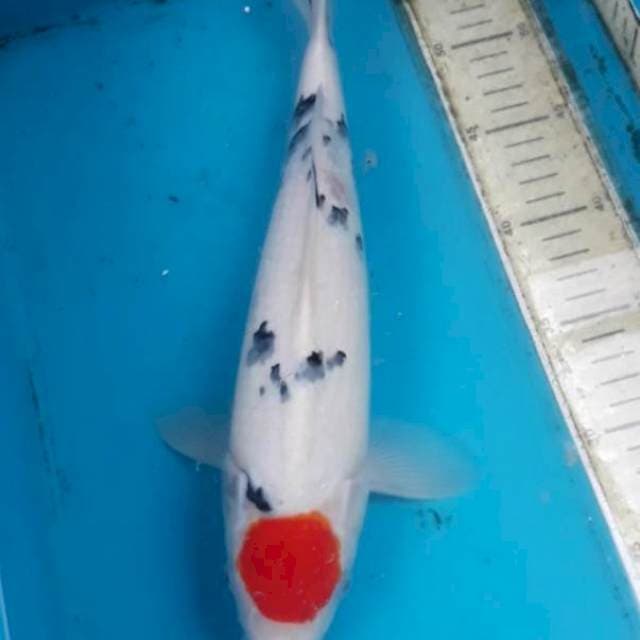 Tancho Sanke 35 cm