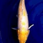 Hariwake 55cm