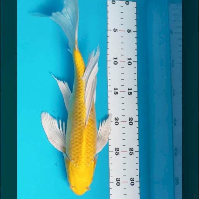 Kumpay ogon 33cm male