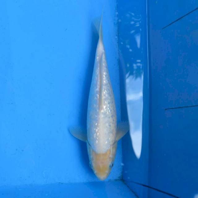 Shiromuji Ginrin F1