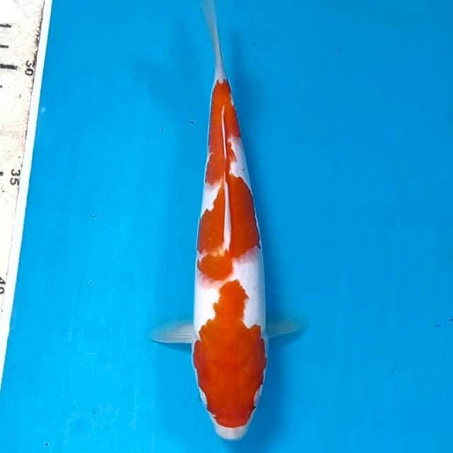 Kohaku, 19 cm