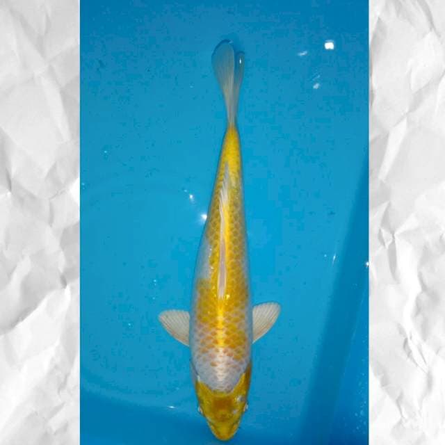 Hariwake #32 cm