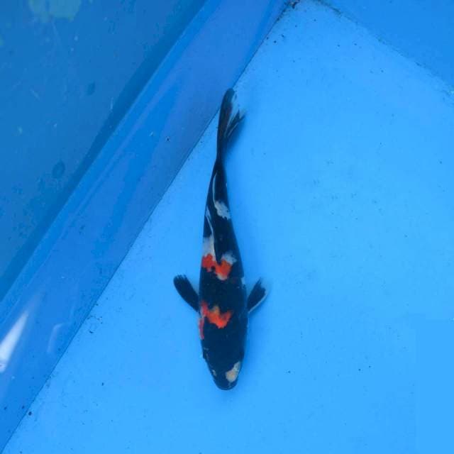 Jet Black Showa F1