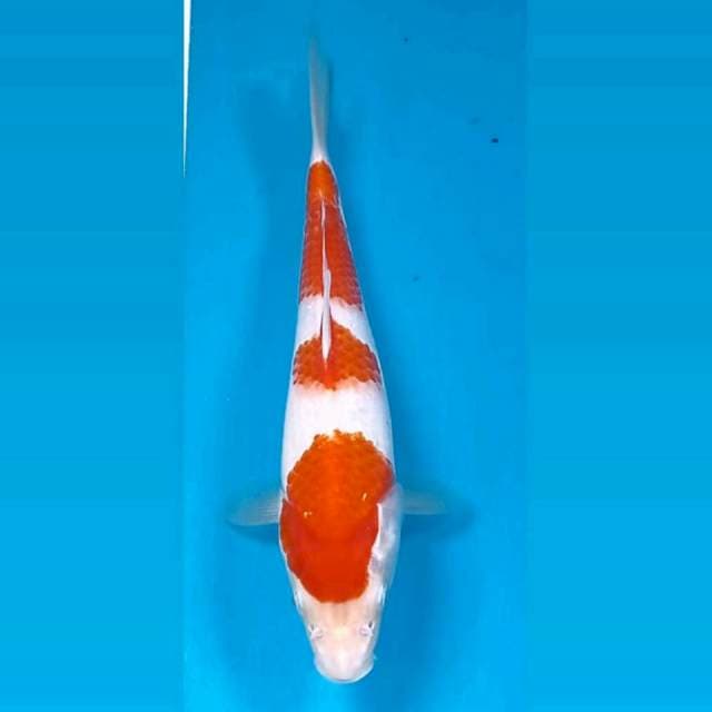 Kohaku, 24 cm