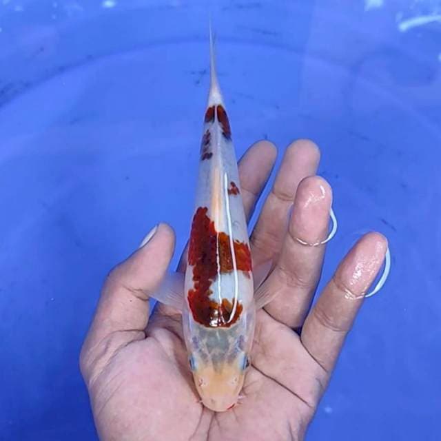 goromo / 18 cm 