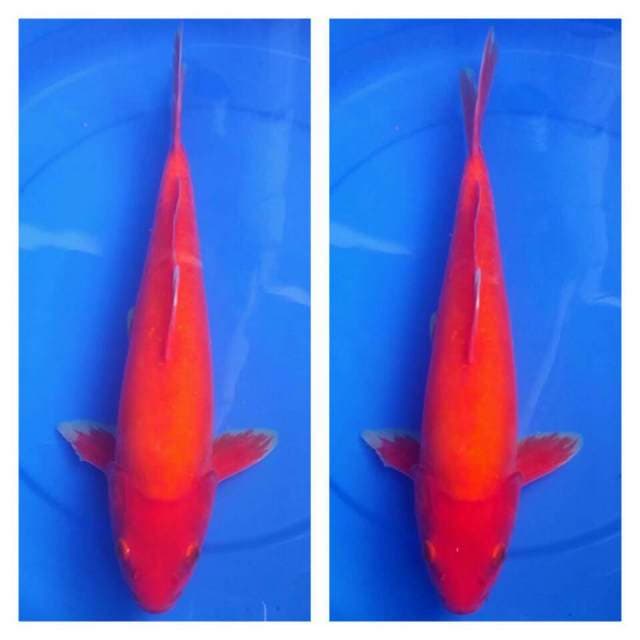 Doitsu tembus 42cm