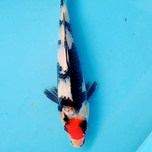 Tcho showa 26cm