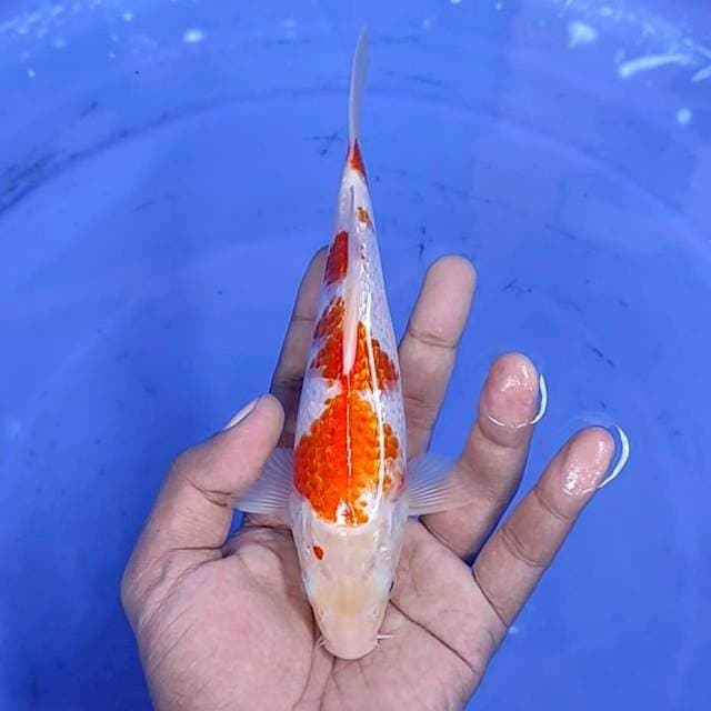 kohaku gindrin / 20 cm