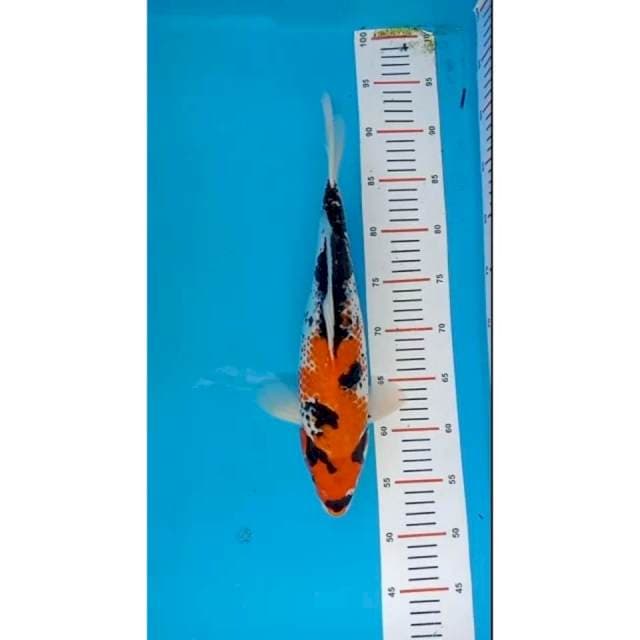 showa kanoko female 37 cm