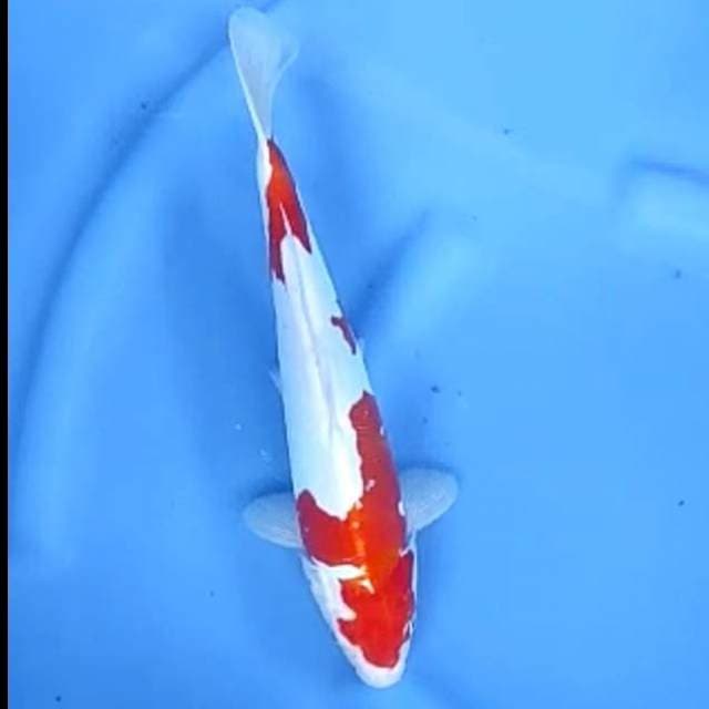 DOITSU KOHAKU # 30CM JANTAN