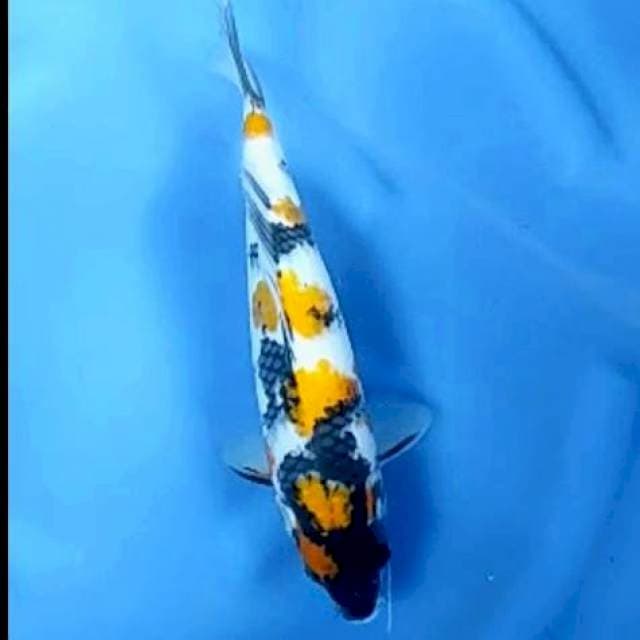 KI SHOWA # 35CM JANTAN