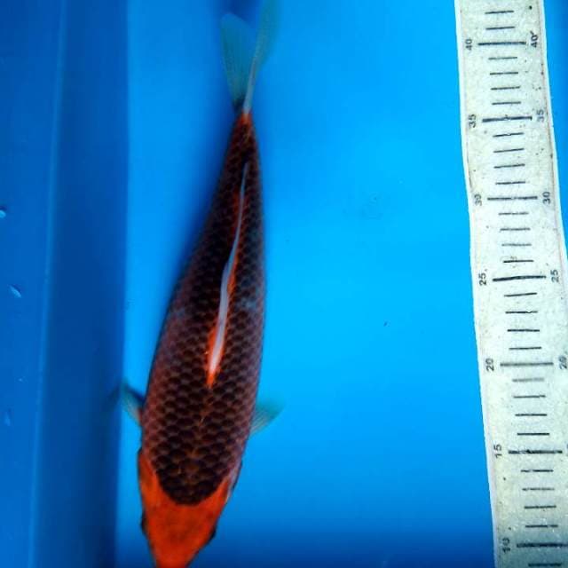 Akamachuba 32cm