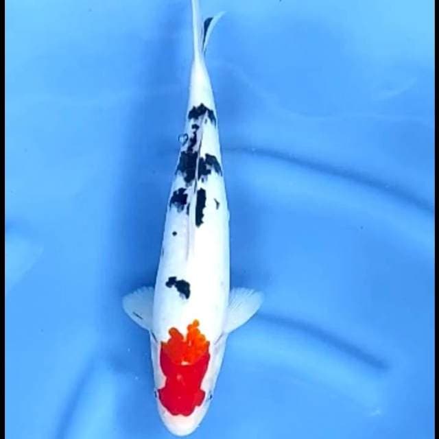 TANCHO UNIQUE # 34CM