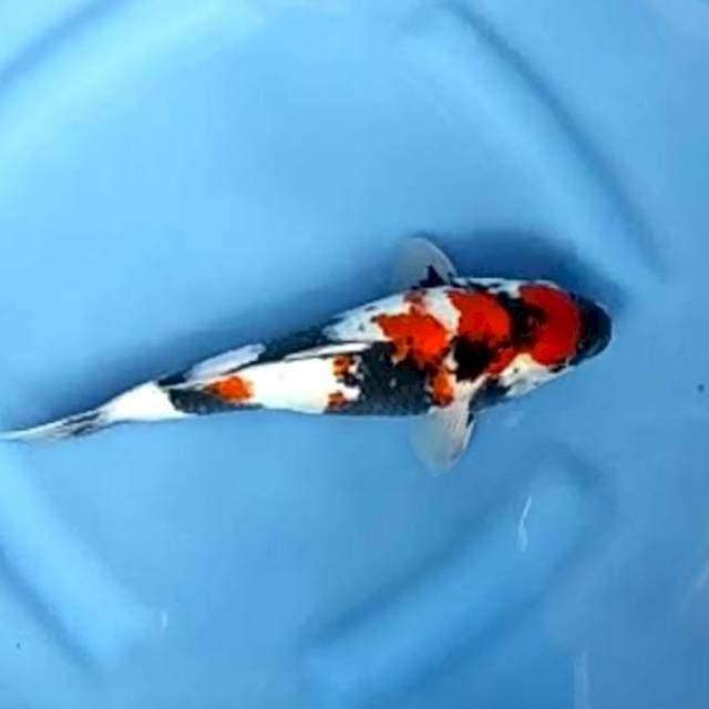 SHOWA SHANSOKU # 26CM