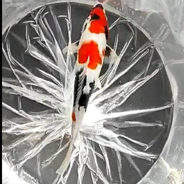 SHOWA HALUS # 27CM JANTAN