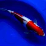 KOHAKU DOITSU  32cm