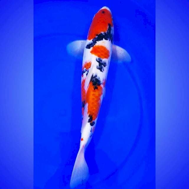 KINDAI SHOWA SQ 40CM ๐๐ป๐๐ป๐๐ป