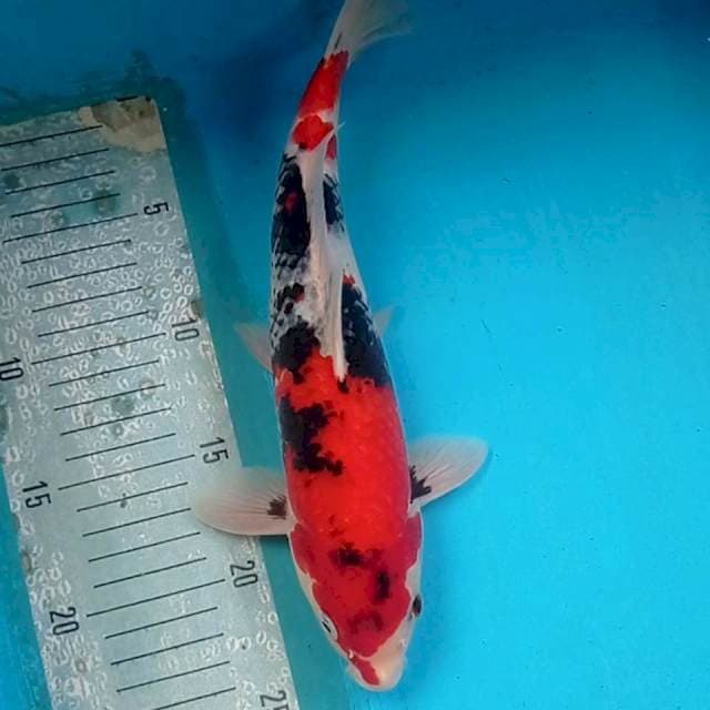 Kage Showa 30 cm. Male
