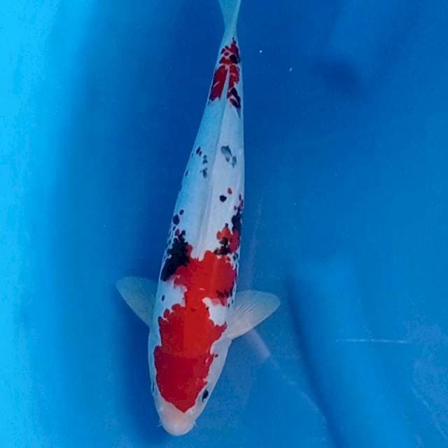 Showa kanoko SQ 30 cm