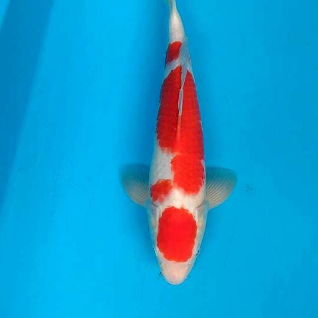 Maruten kohaku