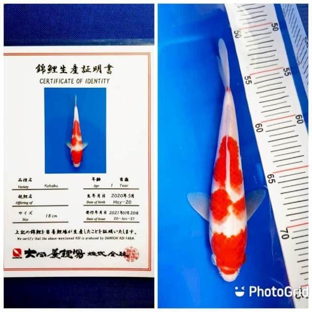 Kohaku 3 step merah strong