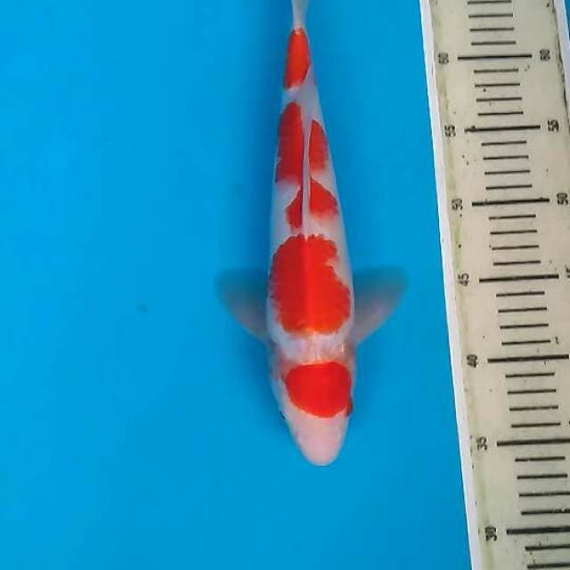 Maruten kohaku simple
