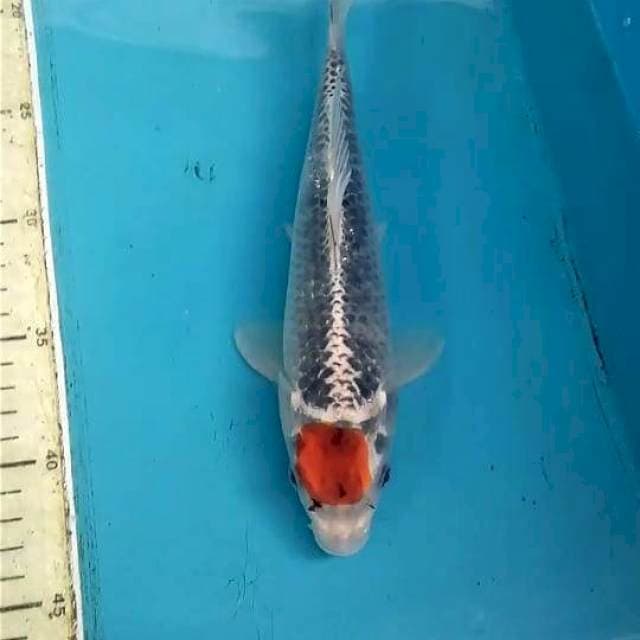 Tancho Goshiki 25cm 