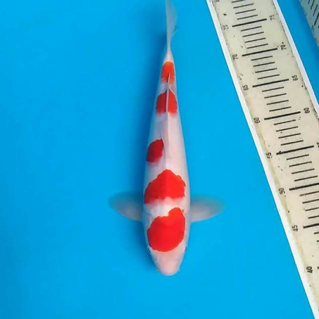 Maruten kohaku Ceplok-ceplok