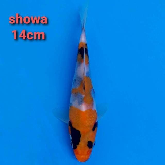 F1 Showa 14cm