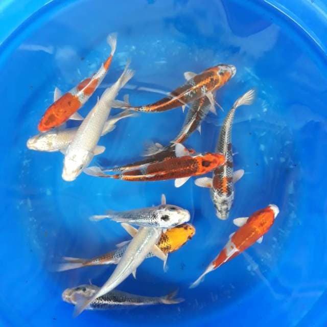 MIX KUMPLIT 