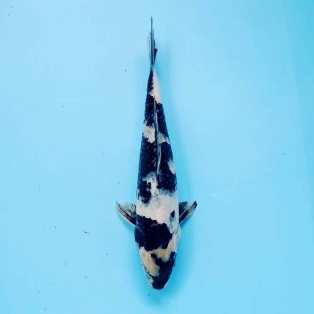 SHIRO UTSURI, 27cm