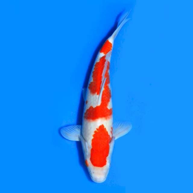 Kohaku Fukoha 