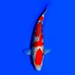 Kohaku Fukoha 