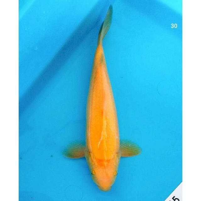 Jeruk/lemon