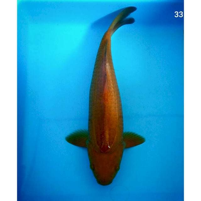 Chagoi jinak