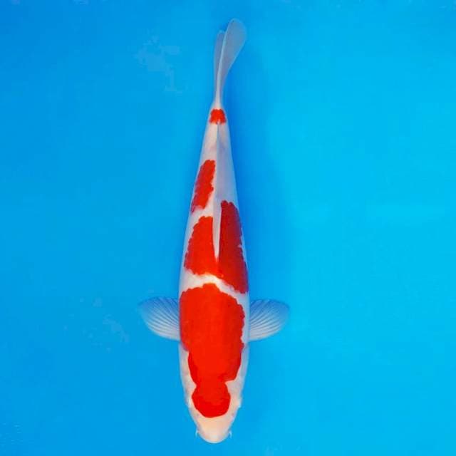 KENZEI 1 ~ KOHAKU ™