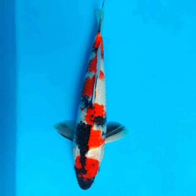 Showa 30cm