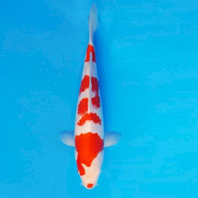 KENZEI 10 ~ KOHAkU ™