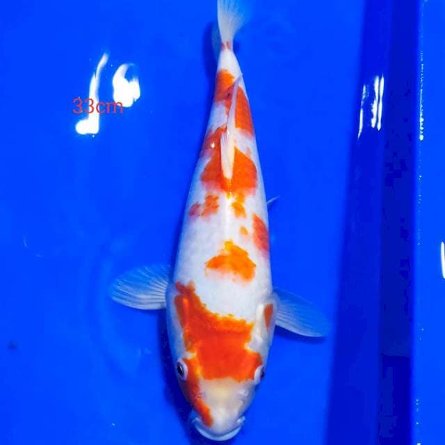Kohaku 33cm
