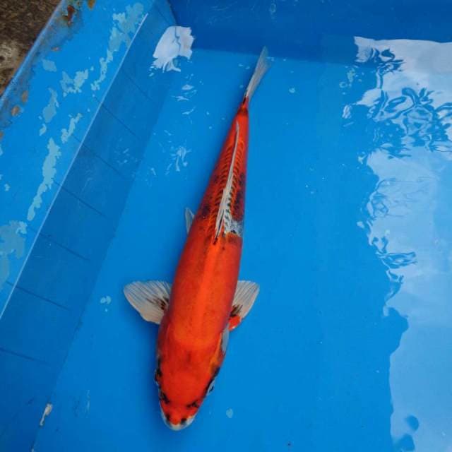 Benikiko Import non serti