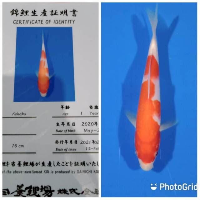 Kohaku dainichi tosai