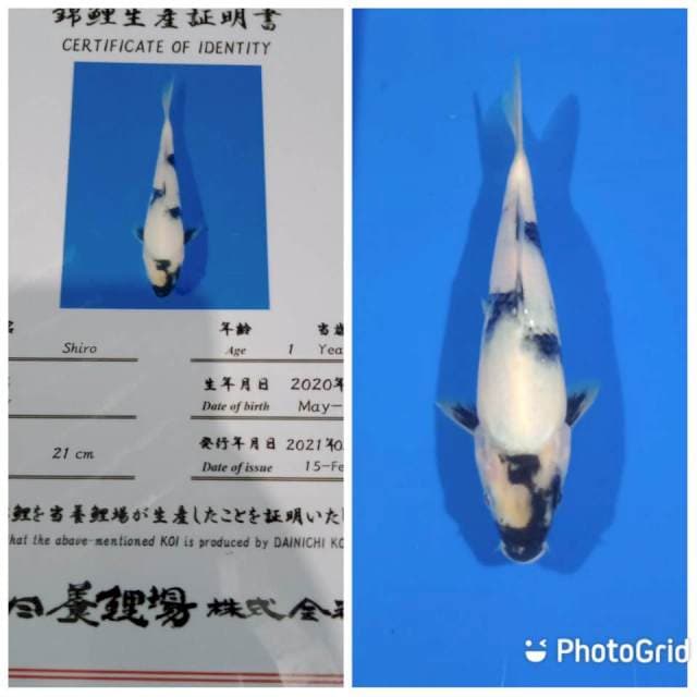 Shiro tosai dainichi