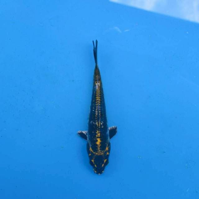 Kin Kiko Aragoke F1