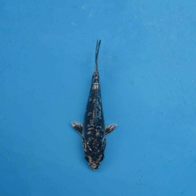 Kiko Aragoke F1