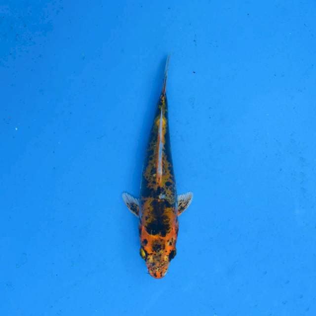 Kin Kiko F1