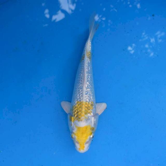 Hariwake Ginrin F1